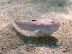 Perciformes