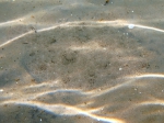 Pleuronectiformes