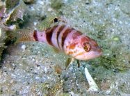 Serranus hepatus