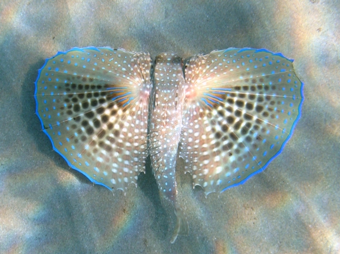 Dactylopterus volitans