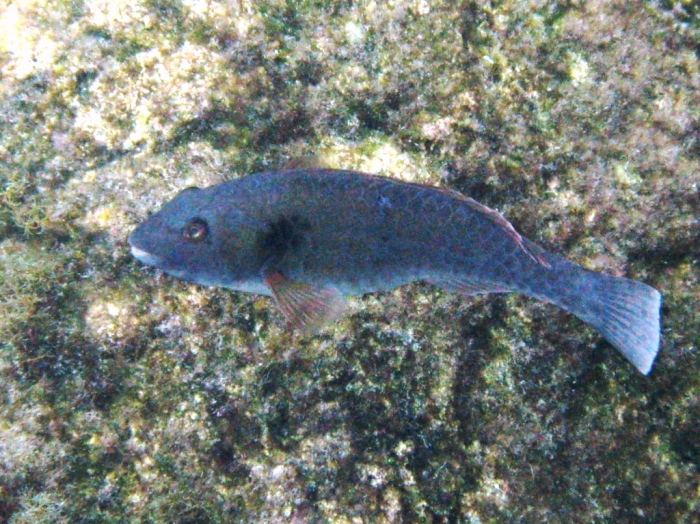 Sparisoma cretense (male)