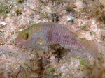 Sparisoma cretense (juvenile)