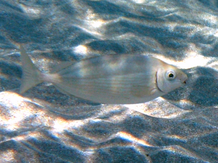 Siganus rivulatus