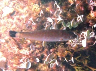 Symphodus melanocercus