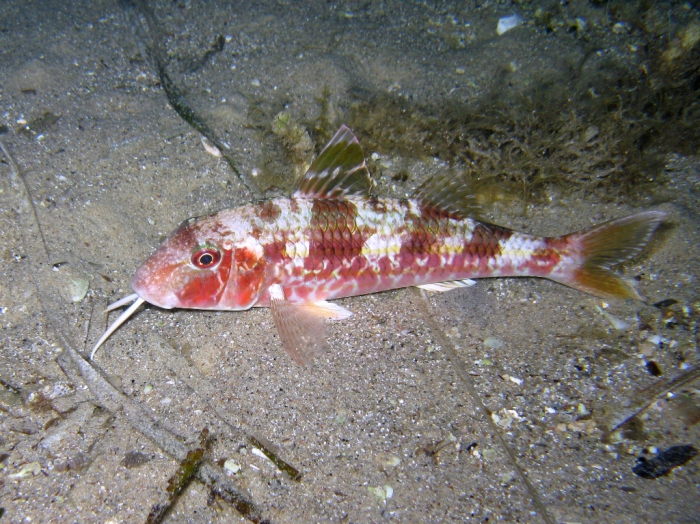 Mullus surmuletus (by night)