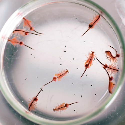 Artemia Artemia
