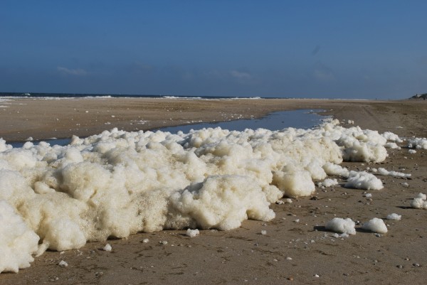 Foam  Phaeocystis, Texel (19.05.2011)