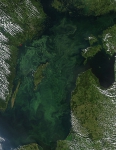 Green algal bloom