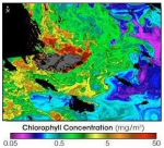 Chlorophyll SeaWiFS 