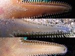Echinodermata (Echinoderms)