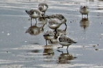 Marine birds