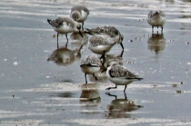 Sanderling (Calidris alba)