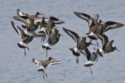 Black-tailed Godwit (Limosa limosa), author: Lowry, Roy
