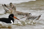 Bar-tailed godwit (Limosa lapponica), author: Lowry, Roy