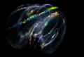 Ctenophora (sea gooseberries)