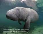 Conch, Florida manatee Ambassador