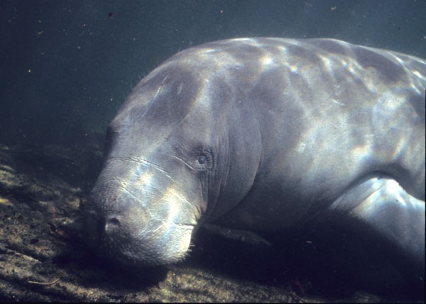 Trichechus manatus, USGS Sirenia Project