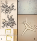 Plectronella papillosum Sollas, 1879