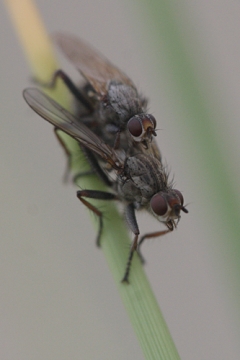 Insecten