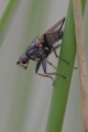 Insecta (insects)