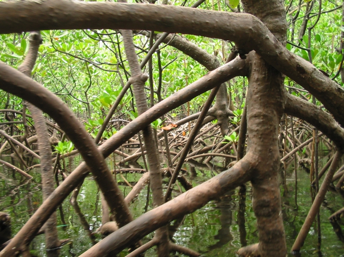 Mangrove roots