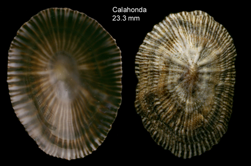 Siphonaria pectinata (Linnaeus, 1758) — specimen from Calahonda, Málaga, S. Spain (actual size 23.3 mm) Siphonaria pectinata (Linnaeus, 1758) — specimen from Calahonda, Málaga, S. Spain (actual size 23.3 mm)