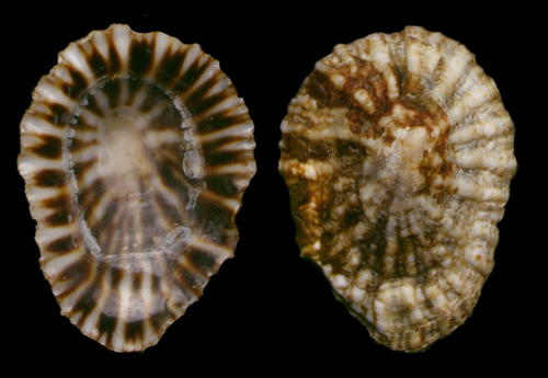 Siphonaria pectinata (Linnaeus, 1758) — specimen from Calahonda, Málaga, S. Spain (actual size 13.1 mm) Siphonaria pectinata (Linnaeus, 1758) — specimen from Calahonda, Málaga, S. Spain (actual size 13.1 mm)