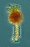 Ciliophora