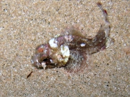 Scorpaena porcus (juvenile)