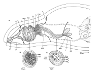 Aculeorhynchus glandulis