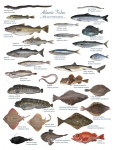 Atlantic fishes