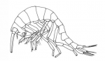 Mimoscina galbraithae