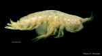 Amphipoda
