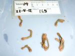 Epizoanthus, author: Fisheries and Oceans Canada