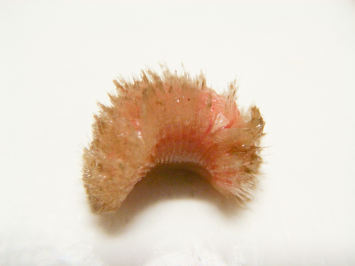 Euphrosine borealis Euphrosine borealis