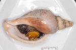 Molluscs