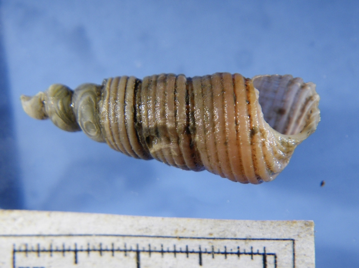 Tachyrhynchus erosus Tachyrhynchus erosus