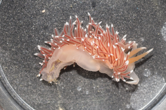 Borealea nobilis Borealea nobilis
