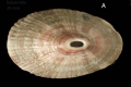 Fissurella nubecula (Linnaeus, 1758).  Shell from Salammbô, Tunisia, actual size 26 mm.