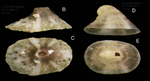 Fissurella nubecula (Linné, 1758). Juvenile specimens from La Goulette, Tunisia (among algae, 24.12.2009), actual size 3.4 mm (B,C) and 1.5 mm (D,E)