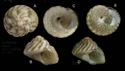 Gibbula racketti (Payraudeau, 1826) Specimens from La Goulette, Tunisia (among algae, 29.12.2009 and 22.06.2008), actual sizes 4.1 and 3.3 mm.