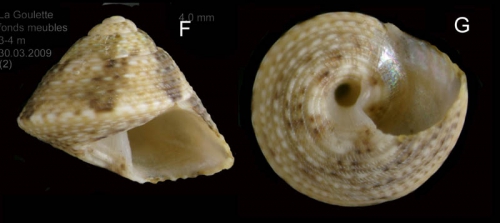 Gibbula leucophaea (Philippi, 1836) Specimen from La Goulette, Tunisia (soft bottoms with Cymoocea, 3-4 m, 30.03.2009), actual size 4 mm Gibbula leucophaea (Philippi, 1836) Specimen from La Goulette, Tunisia (soft bottoms with Cymoocea, 3-4 m, 30.03.2009), actual size 4 mm