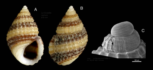 Alvania mamillata Risso, 1826Specimen from La Goulette, Tunisia (among algae, 22.06.2008), actual size 4.9 mm, and SEM image of protoconch, same locality, scale bar 100 µm,