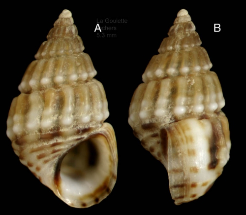 Alvania montagui (Payraudeau, 1826)Specimen from La Goulette, Tunisia (among algae, 22.06.2008), actual size 5,3 mm