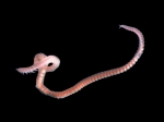 Polychaeta
