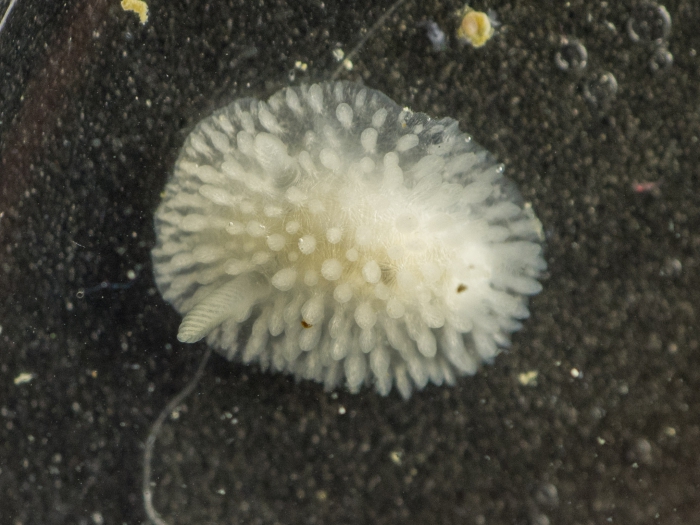 Adalaria proxima Adalaria proxima