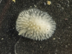 Nudibranch
