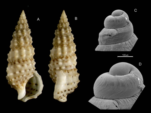 Cerithium scabridum Philippi, 1848Specimen from La Goulette, Tunisia (among Cymodocea nodosa, 19.09.2008), and SEM of protoconch of a juvenile (same locality, 23.07.2009, scale bar 100 µm), 