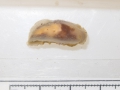 Doridoxa ingolfiana