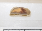 Molluscs